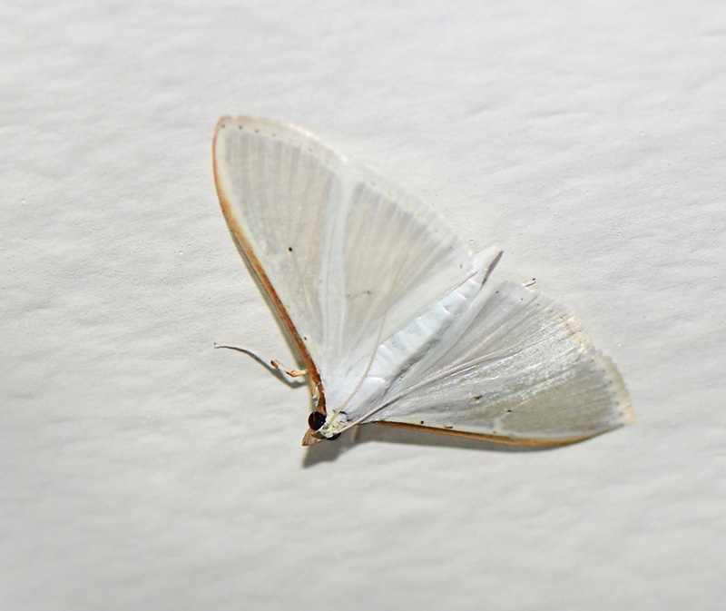 Hvidt Halvmøl, Palpita vitrealis (Rossi, 1794). Ordrup. Nordsjælland d. 8 september 2024. Fotograf: Birgitte Rühmann