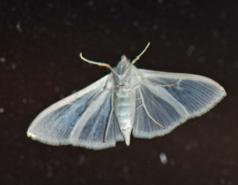 Hvidt Halvmøl, Palpita vitrealis (Rossi, 1794). Ordrup. Nordsjælland d. 8 september 2024. Fotograf: Birgitte Rühmann
