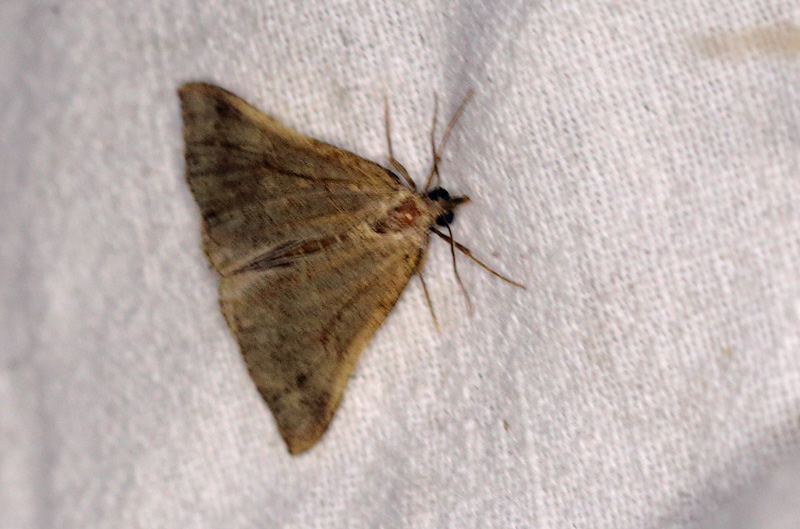 Næbugle, Hypena proboscidalis. Se nattens dyr i Holtug Kridtbrud d. 7 september 202. Fotograf: Lars Andersen