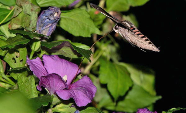 Snerlesværmer, Agrius convolvuli (Linnaeus, 1758) hun. Torslunde. Lolland d. 15 september 2024. fotograf; Tubas Løkkegaard