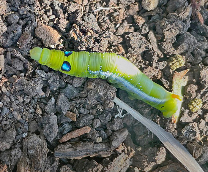 Oleandersværmer, Daphnis nerii (Linnaeus, 1758) 15 larver. Løkken, Hjørring, Nordjylland 28. august 2024. Fotograf: Merete Lehmann Andersen