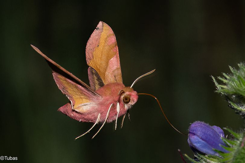 Lille Vinsværmer, Deilephila porcellus. Rødbyhavn Færgeleje, Lolland d. 31 maj 2024. Fotograf; Tubas Løkkegaard
