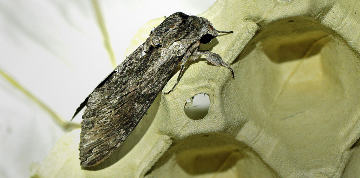 Snerlesværmer, Agrius convolvuli. Holtug Kridtbrud d. 7 september 2024. Fotograf: Lars Andersen