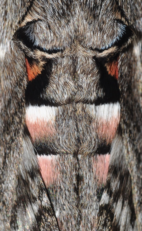 Snerlesværmer, Agrius convolvuli (Linnaeus, 1758).Balkalund, Bornholm d. 8 september 2024, Fotograf: Michael Stoltze