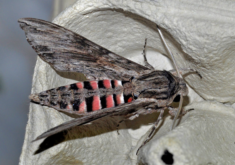 Snerlesværmer, Agrius convolvuli (Linnaeus, 1758).Balkalund, Bornholm d. 8 september 2024, Fotograf: Michael Stoltze