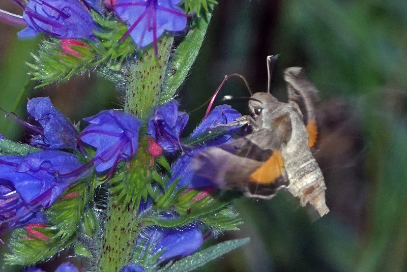 Natlyssværmer, Proserpinus proserpina. Rødbyhavn Færgeleje, Lolland d. 1 juni 2024. Fotograf; Lars Andersen