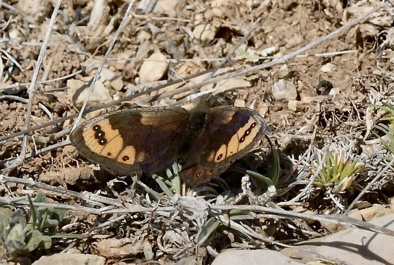 Forårsbjergrandøje, Erebia epistygne. Vall deHecho, Huesca, Spaimien d. 28 april 2024. Fotograf; John Vergo