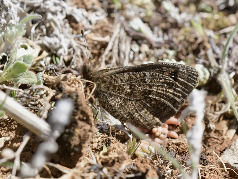 Forårsbjergrandøje, Erebia epistygne. Vall deHecho, Huesca, Spaimien d. 28 april 2024. Fotograf; John Vergo