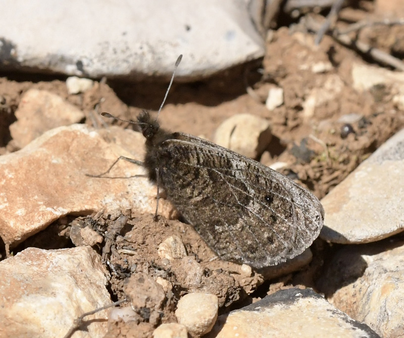 Forårsbjergrandøje, Erebia epistygne. Vall deHecho, Huesca, Spaimien d. 28 april 2024. Fotograf; John Vergo