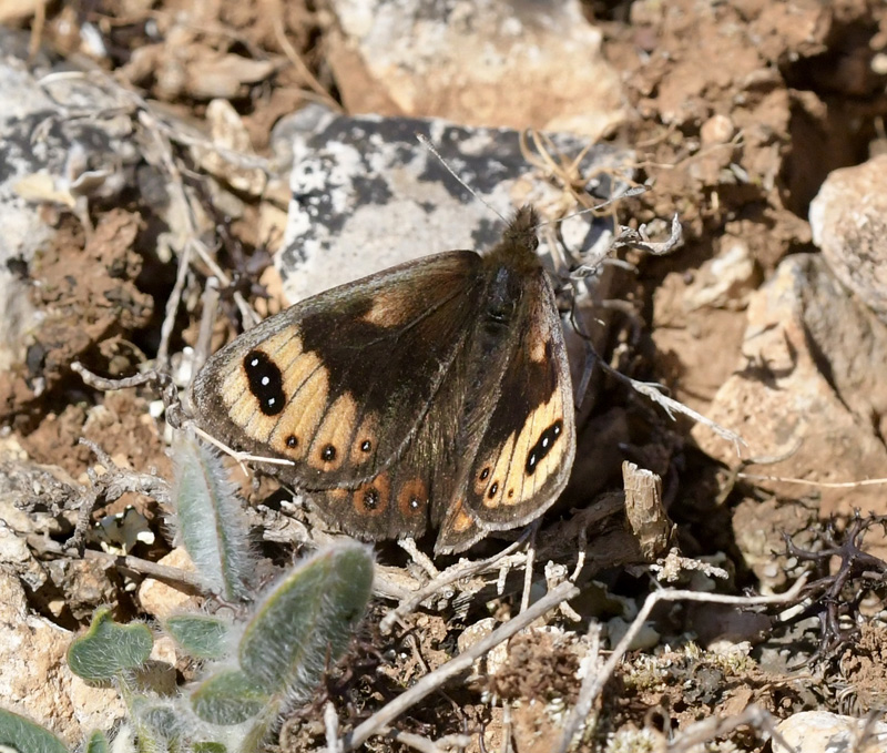 Forårsbjergrandøje, Erebia epistygne. Vall deHecho, Huesca, Spaimien d. 28 april 2024. Fotograf; John Vergo