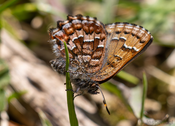 Eastern Pine Elfin, Callophrys niphon (Hbner, 1823). West for the city between Mc.master Uni. and Dundas. Hamilton, Ontario, Canada d.1. may 2025. Photographer: Jesper Kristensen