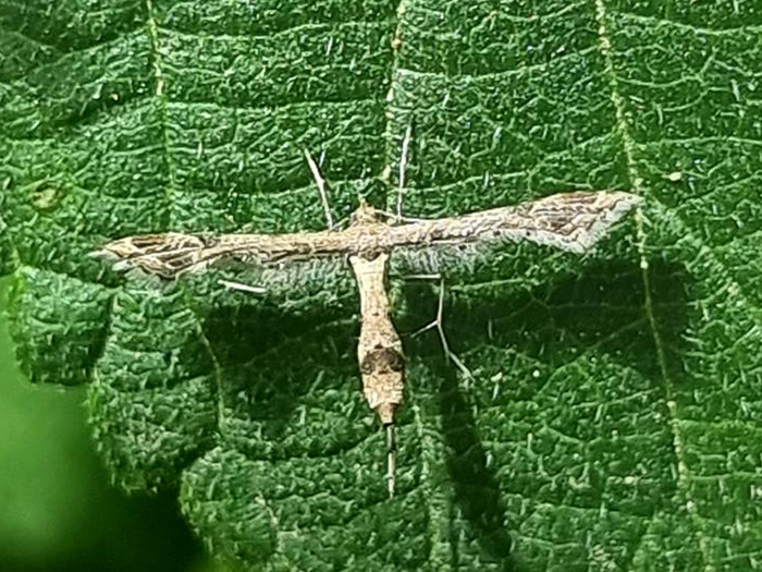 Lantana Plume Moth/Ildkronefjermøl, Lantanophaga pusillidactyla (Walker, 1864). Parque Natural Montes de Malaga, Spanien d. 27 juni 2024. Fotograf: Oskar Zytnik