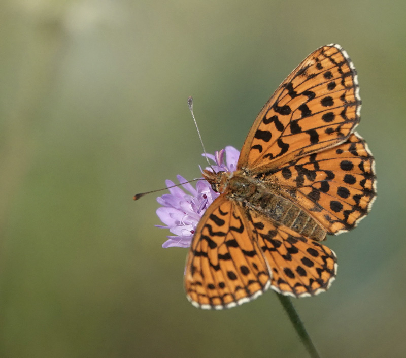 Violet Perlemorsommerfugl,  Boloria dia.Fayence, Provence, Frankrig d. 3 juli 2024. Fotograf; Regitze Enoksen