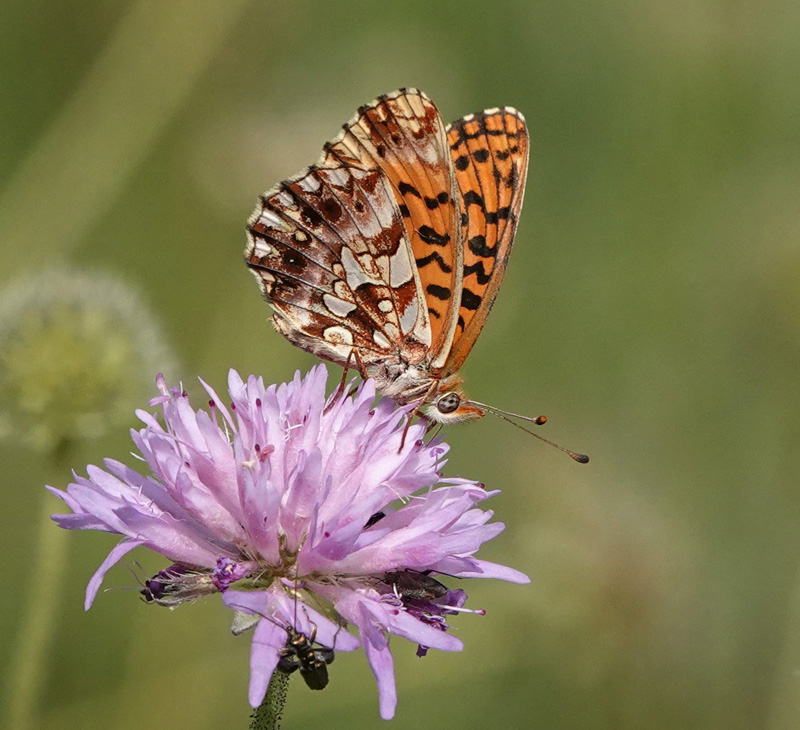 Violet Perlemorsommerfugl,  Boloria dia.Fayence, Provence, Frankrig d. 3 juli 2024. Fotograf; Regitze Enoksen