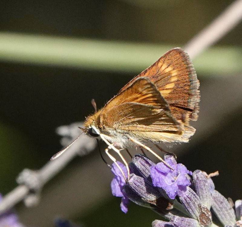 Mørk Skråstregbredpande, Thymelicus acteon. Fayence, Provence, Frankrig d. 2 juli 2024. Fotograf; Regitze Enoksen