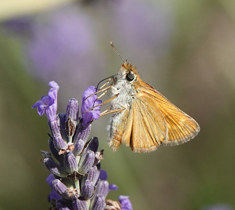 Mørk Skråstregbredpande, Thymelicus acteon. Fayence, Provence, Frankrig d. 2 juli 2024. Fotograf; Regitze Enoksen