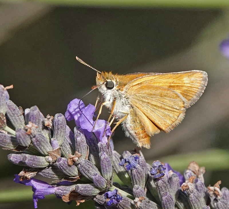 Mørk Skråstregbredpande, Thymelicus acteon. Fayence, Provence, Frankrig d. 2 juli 2024. Fotograf; Regitze Enoksen