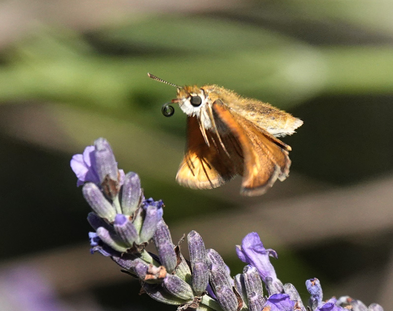 Mørk Skråstregbredpande, Thymelicus acteon. Fayence, Provence, Frankrig d. 2 juli 2024. Fotograf; Regitze Enoksen