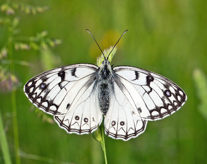Italiensk Skakbrætrandøje, Melanargia arge (Sulzer, 1776). Central Italien d. 27 maj 2024. Fotograf: Giuseppe Molinari