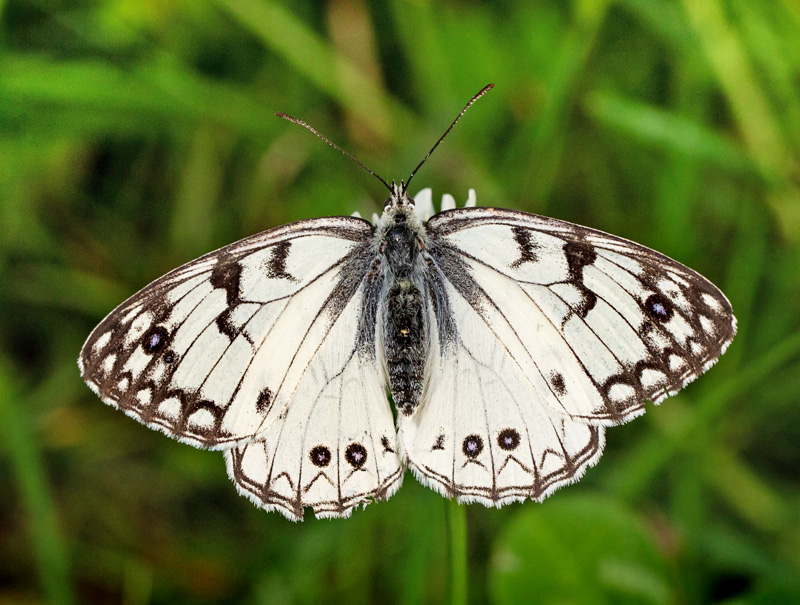 Italiensk Skakbrætrandøje, Melanargia arge (Sulzer, 1776). Central Italien d. 27 maj 2024. Fotograf: Giuseppe Molinari