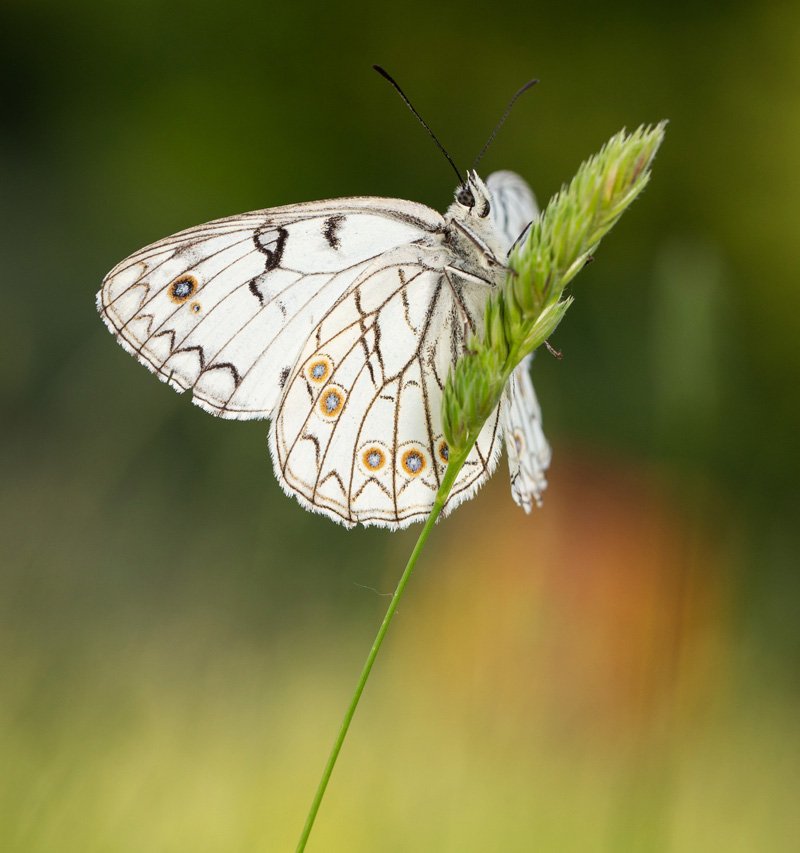 Italiensk Skakbrætrandøje, Melanargia arge (Sulzer, 1776). Central Italien d. 27 maj 2024. Fotograf: Giuseppe Molinari