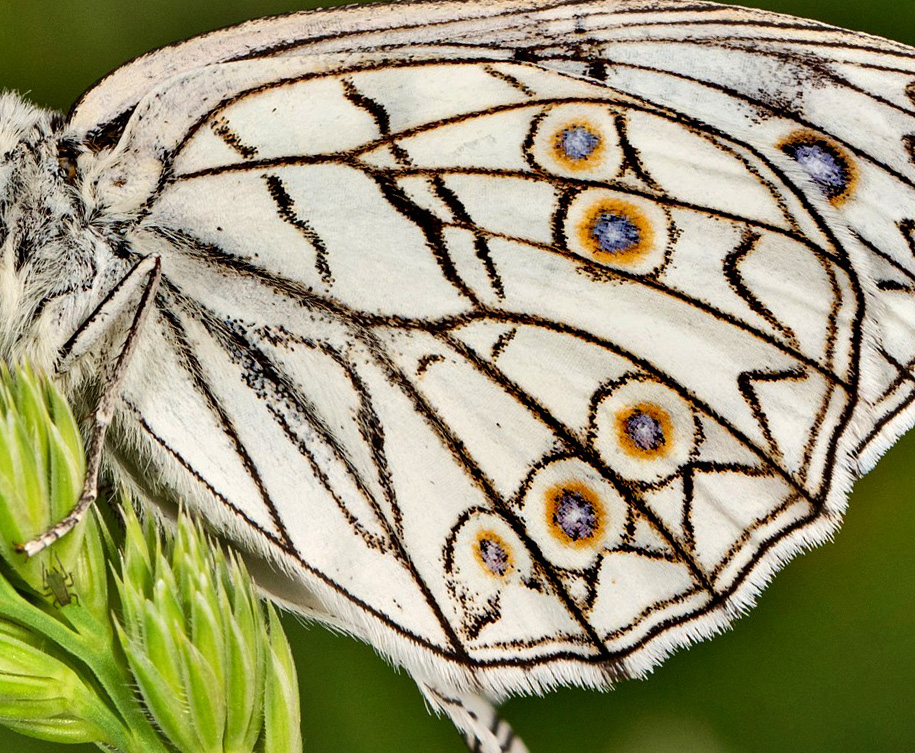 Italiensk Skakbrætrandøje, Melanargia arge (Sulzer, 1776). Central Italien d. 27 maj 2024. Fotograf: Giuseppe Molinari