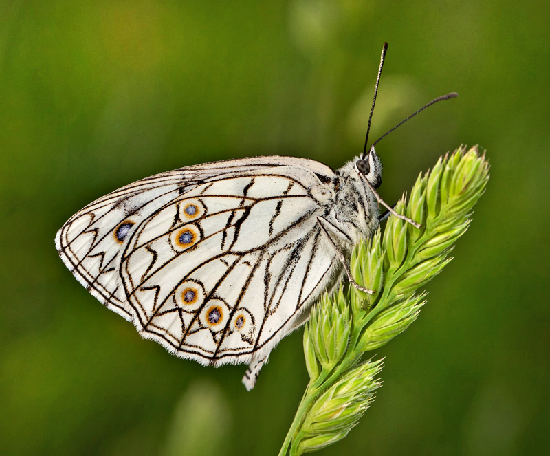 Italiensk Skakbrætrandøje, Melanargia arge (Sulzer, 1776). Central Italien d. 27 maj 2024. Fotograf: Giuseppe Molinari