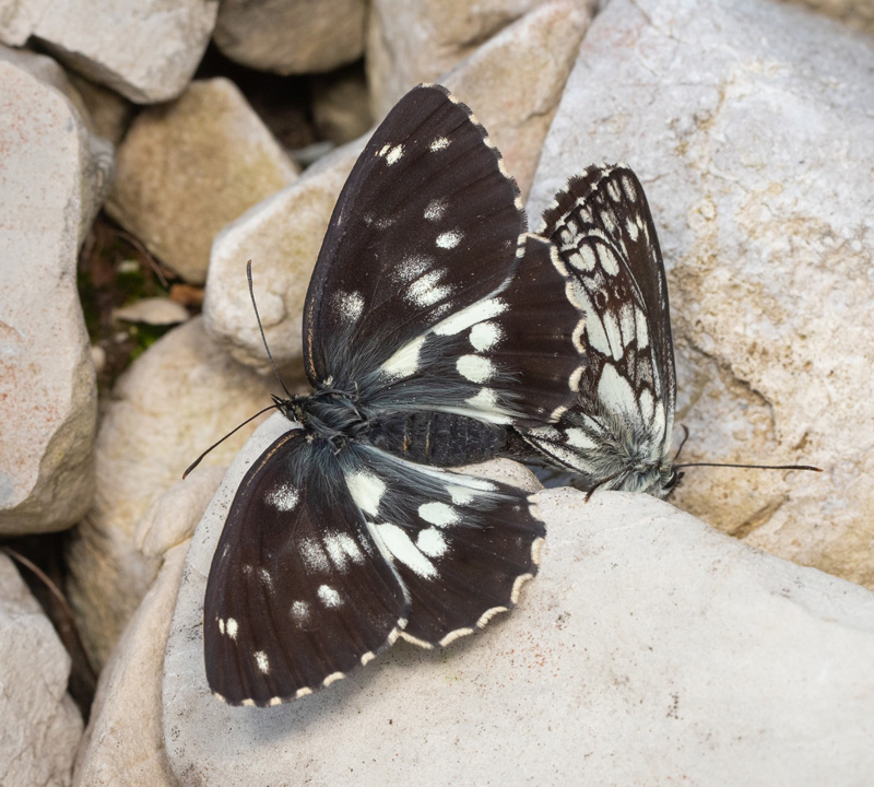 Skakbrætrandøje, Melanargia galathea mørk form magdalenae. Val Cimoliana, Carnic Prealps. Italien d. 10 september 2024. Fotograf: Giuseppe Molinari
