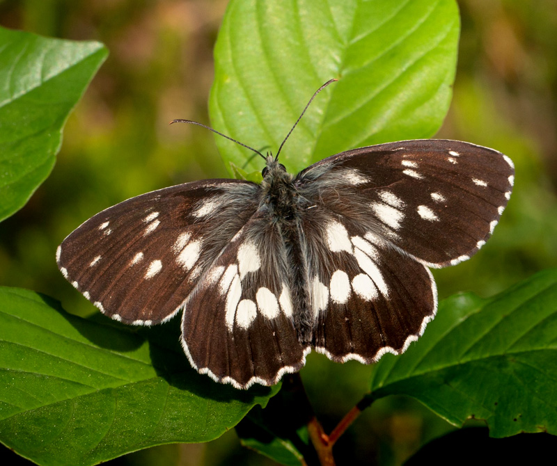 Skakbrætrandøje, Melanargia galathea mørk form magdalenae. Val Cimoliana, Carnic Prealps. Italien d. 10 september 2024. Fotograf: Giuseppe Molinari