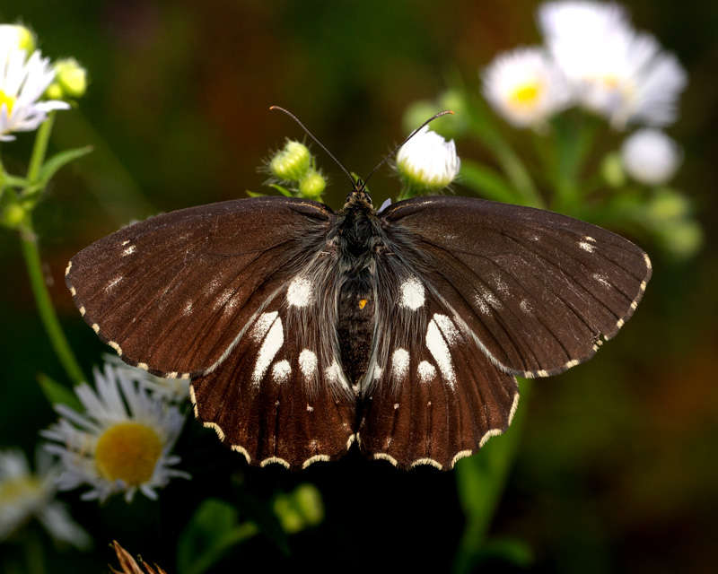 Skakbrætrandøje, Melanargia galathea mørk form magdalenae. Val Cimoliana, Carnic Prealps. Italien d. 10 september 2024. Fotograf: Giuseppe Molinari