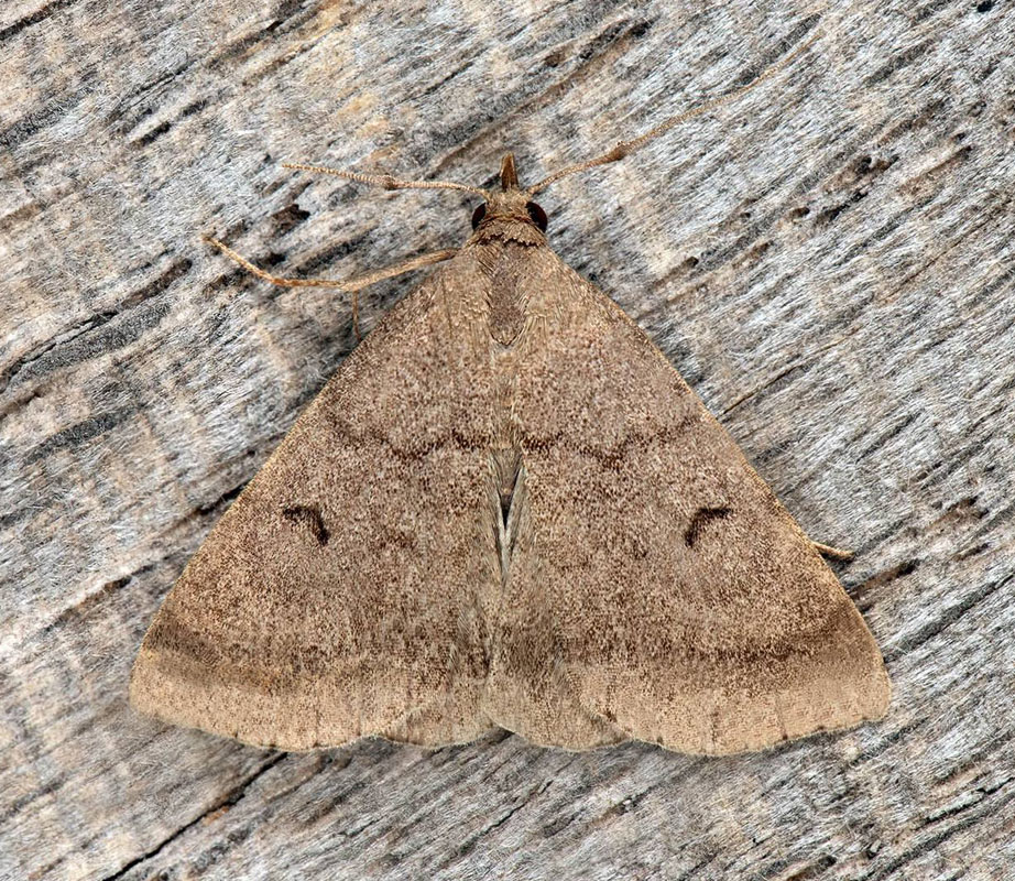 Måne-Snudeugle/Brunaktigt tofsfly, Zanclognatha lunalis (Scopoli, 1763). Bockholmen, Misterhult, Småland d. 1 august 2024. Fotografer: Håkan Johansson, Fredrik Bjerding, Anders Brattström