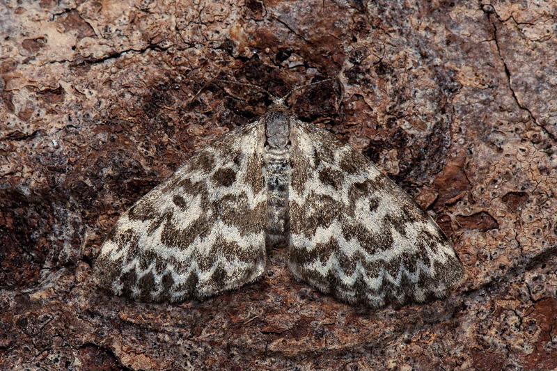 Tajgafltmtare/ Taiga Bladmler,Heterothera serraria (Lienig & Zeller, 1846)., Hannukaisenvaara, Jukkasjrvi, Torne lappmark, Sverige d. 1Juli 2024. Fotograf.: Hkan Johansson, Anders Brattstrm, Fredrik Bjerding m.fl.