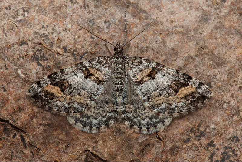 Vidensrsfltmtare /Pilekrat Bndmler, Xanthorhoe abrasariad (Herrich-Schffer,1855). st Abisko, Jukkasjrvi, Torne Lappmark, Sverige d. 3 juli 2022. Fotograf; Hkan Johansson, Anders Brattstrm, Fredrik Bjerding m.fl.