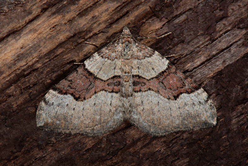 Violettbandad Fltmtare /Nordisk Bndmler, Xanthorhoe decoloraria (Esper, 1806). st Abisko, Jukkasjrvi, Torne Lappmark, Sverige d. 3 juli 2022. Fotograf; Hkan Johansson, Anders Brattstrm, Fredrik Bjerding m.fl.