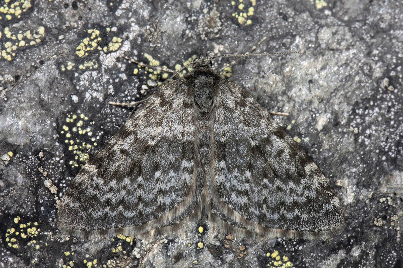 Hgnordisk fltmtare /Polarbjergmler, Entephria polata (Duponchel, 1830). Njulla, Njulla, Jukkasjrvi Torne Lappmark, Sverige noterad observerad d. 5 juli 2024. Fotograf; Hkan Johansson, Richard Ek