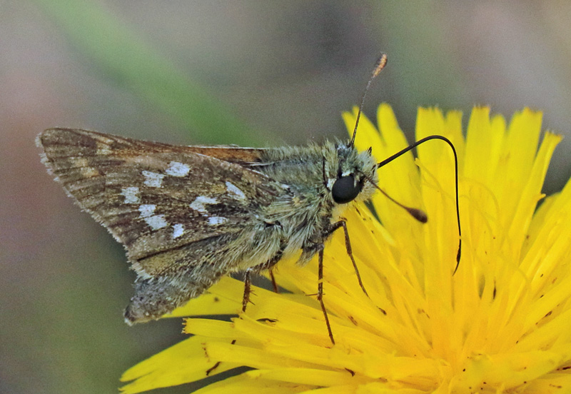 Kommabredpande/Silversmygare, Hesperia comma (Linnaeus,1758) hanner. Nyehusen, østlig Skåne. Sverige d. 13august 2024. Fotografer: Torben Evald & Lars Andersen