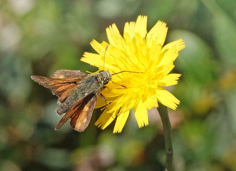 Kommabredpande/Silversmygare, Hesperia comma (Linnaeus,1758) hanner. Nyehusen, østlig Skåne. Sverige d. 13august 2024. Fotografer: Torben Evald & Lars Andersen