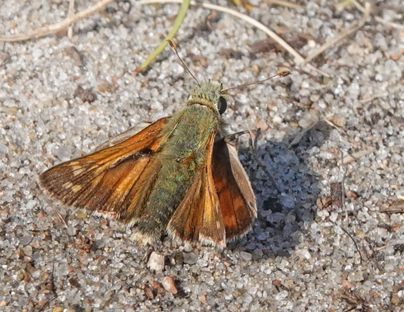 Kommabredpande/Silversmygare, Hesperia comma (Linnaeus,1758) hanner. Nyehusen, østlig Skåne. Sverige d. 13august 2024. Fotografer: Torben Evald & Lars Andersen