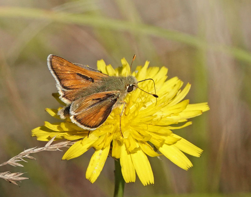 Kommabredpande/Silversmygare, Hesperia comma (Linnaeus,1758) hanner. Nyehusen, østlig Skåne. Sverige d. 13august 2024. Fotografer: Torben Evald & Lars Andersen