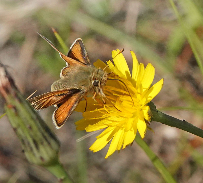 Kommabredpande/Silversmygare, Hesperia comma (Linnaeus,1758) hanner. Nyehusen, østlig Skåne. Sverige d. 13august 2024. Fotografer: Torben Evald & Lars Andersen