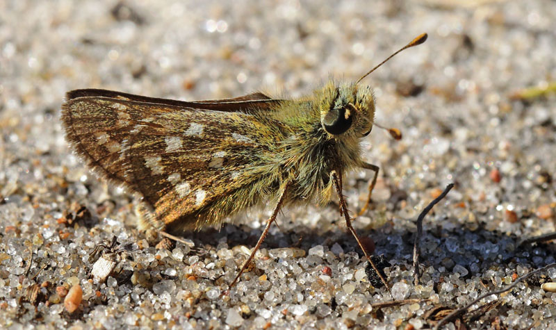 Kommabredpande/Silversmygare, Hesperia comma (Linnaeus,1758) hanner. Nyehusen, østlig Skåne. Sverige d. 13august 2024. Fotografer: Torben Evald & Lars Andersen