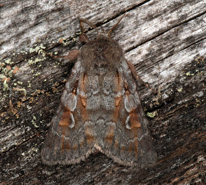Rödfläckig jordfly/Alpe-Glansugle, Xestia alpicola. Högberget, Ramsele Ångermanland, Sverige. noterad lampa d. 30 juni 2024. Fotograf; Håkan Johansson, Hans Forslind m. fl.