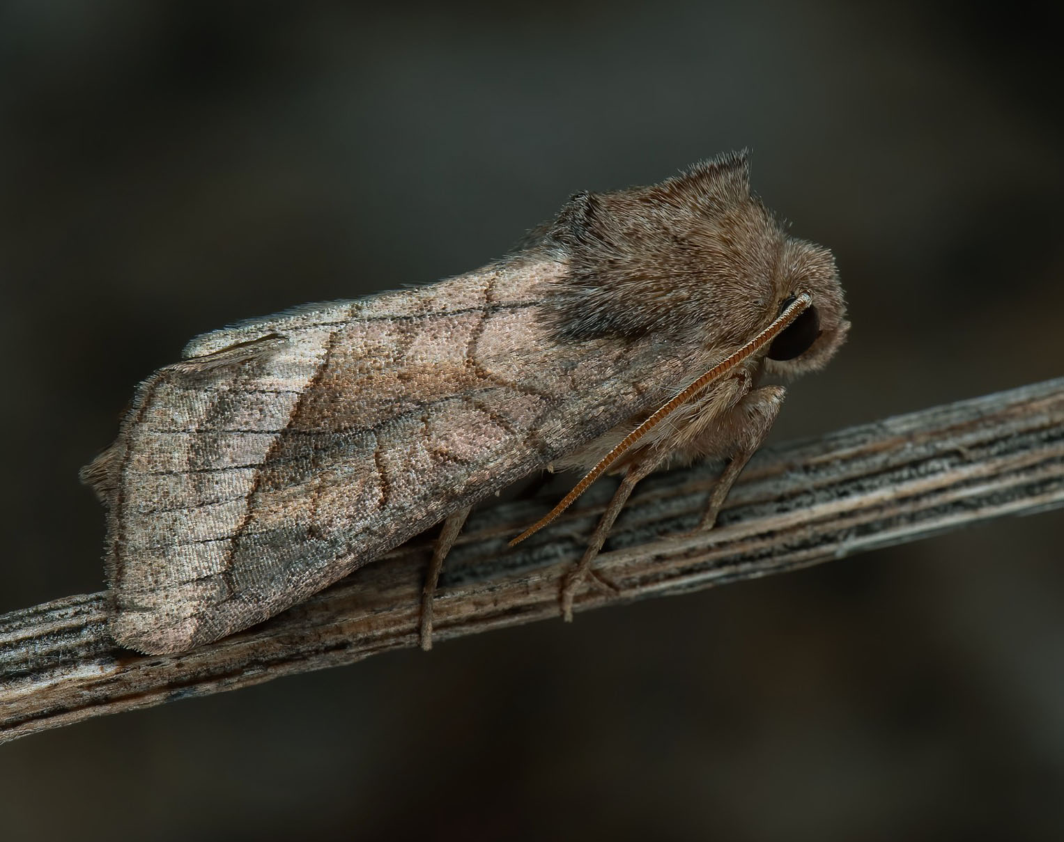 Vandskræppe-Stængelugle/Kärrstamfly, Hydraecia ultima. Össby, Össby, Gräsgård, Öland d. 13 jul 2024. Fotografer: Håkan Johansson , *Mats Lindeborg Tack till Mats Lindeborg för visning av fjärilen.