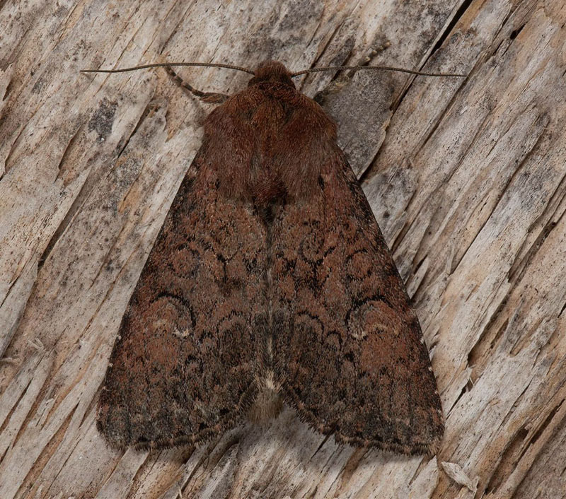 Fjällängsfly, Apamea kuusamoensis (Geyer, 1834). Fornminnesgården, Funäsdalen, Tännäs, Härjedalen d. 10 juli 2024. Fotografer: Håkan Johansson, Fredrik Bjerding , Anders Brattström