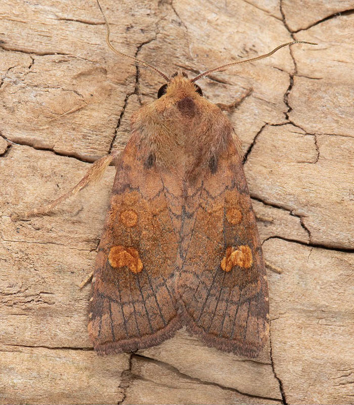 Kæruld-Græsugle/Högmossestamfly, Amphipoea lucens, Småland, Yggersryd, Algutsboda , Småland d. 28 juli 2024. Fotografer: Håkan Johansson, Mats Lindeborg