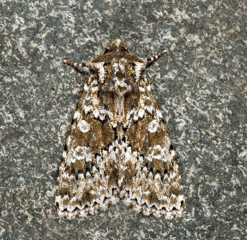 Elme-Ugle/Grönbrunt klippfly, Polymixis polymita. Lenstad gravfält, Torslunda, Öland d. 2 august 2024. FOtograf: Håkan Johansson , Mats Lindeborg