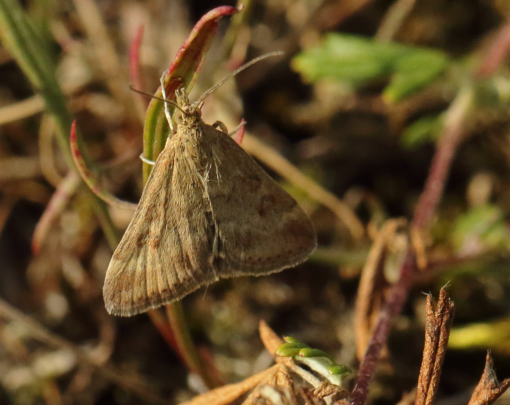 Pyrausta aerealis. Hällristningarnas parkering. Branteviksvägen, Simrishamn, østlig Skåne, Sverige d. 20 august 2024. Fotograf: Henik S. Larsen