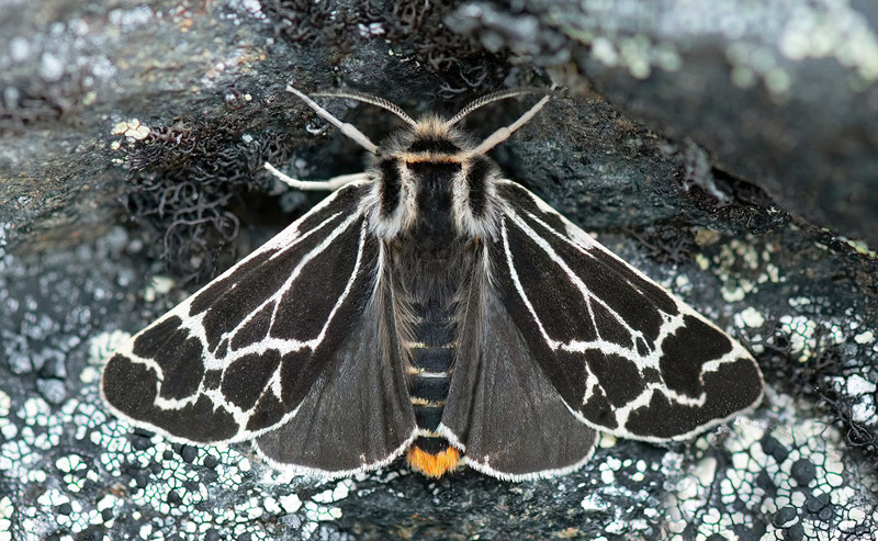 Arktisk igelkottspinnare/Arktiskbjørnespinder, Holoarctia puengeleri (O. Bang-Haas, 1927). Nissonsnuohkki, Tjuonajaure, Lapporten, JukkasjärviTorne Lappmark, Sverige d. 7 juli 2024. Fotograf: Håkan Johansson