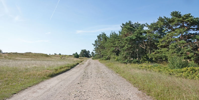 Kommabredpande/Silversmygare, Hesperia comma (Linnaeus,1758) hanner. Nyehusen, østlig Skåne. Sverige d. 13august 2024. Fotograf: Torben Evald