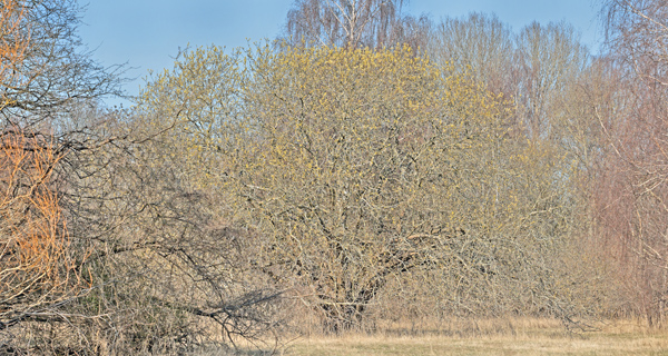 Seljepil, Salix caprea. Amager Fælled, Amager d. 21 marts 2025. Fotograf; Lars Andersen